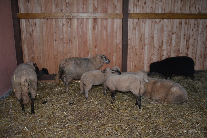 DSC_4476.JPG